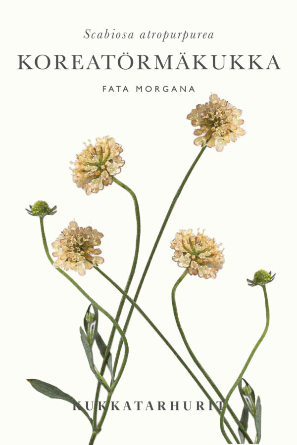 Koreatörmäkukka 'Fata Morgana'
