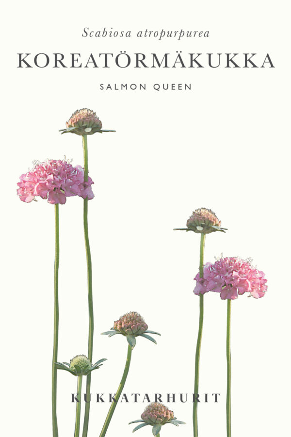 Koreatörmäkukka 'Salmon Queen'