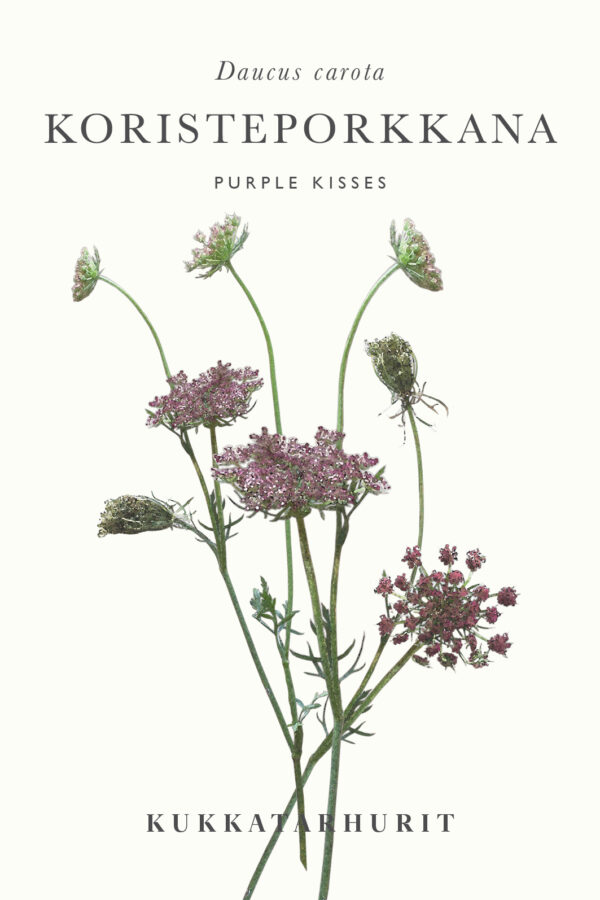 Koristeporkkana 'Purple Kisses'
