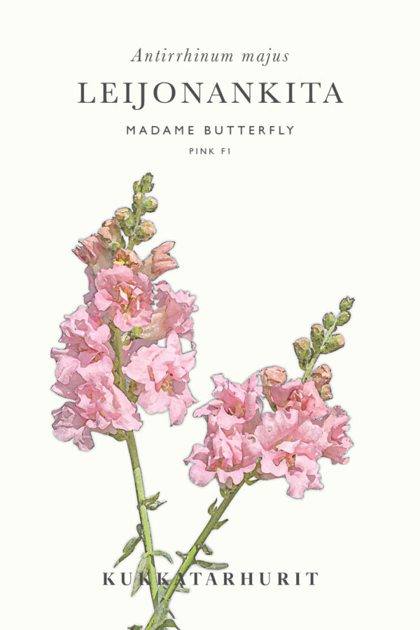 Leijonankita 'Madame Butterfly Pink'