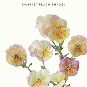 Orvokki Inspire® Peach Shades
