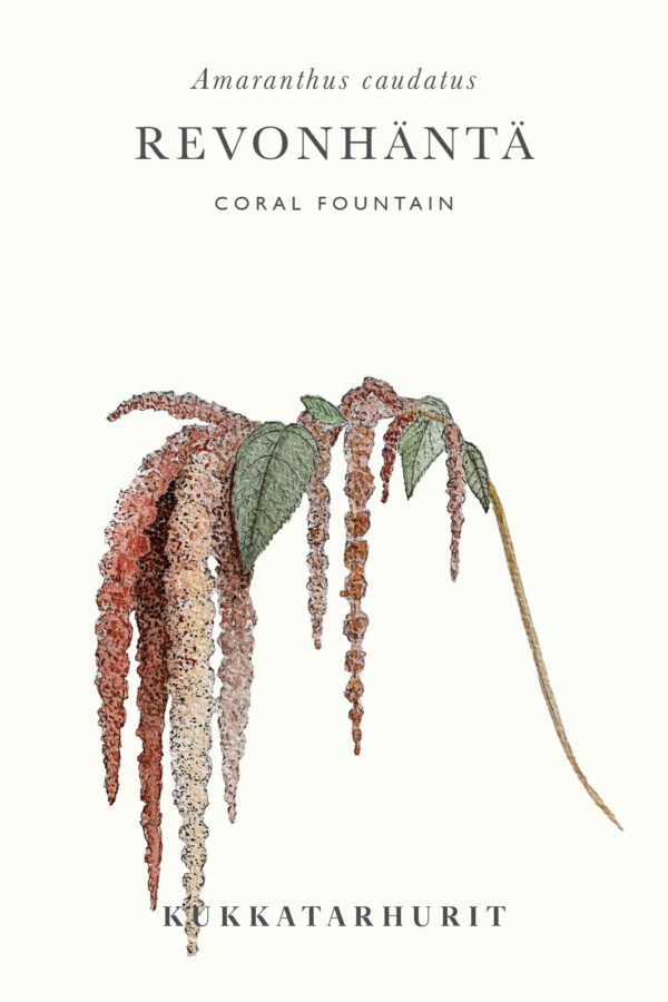 Revonhäntä 'Coral Fountain'