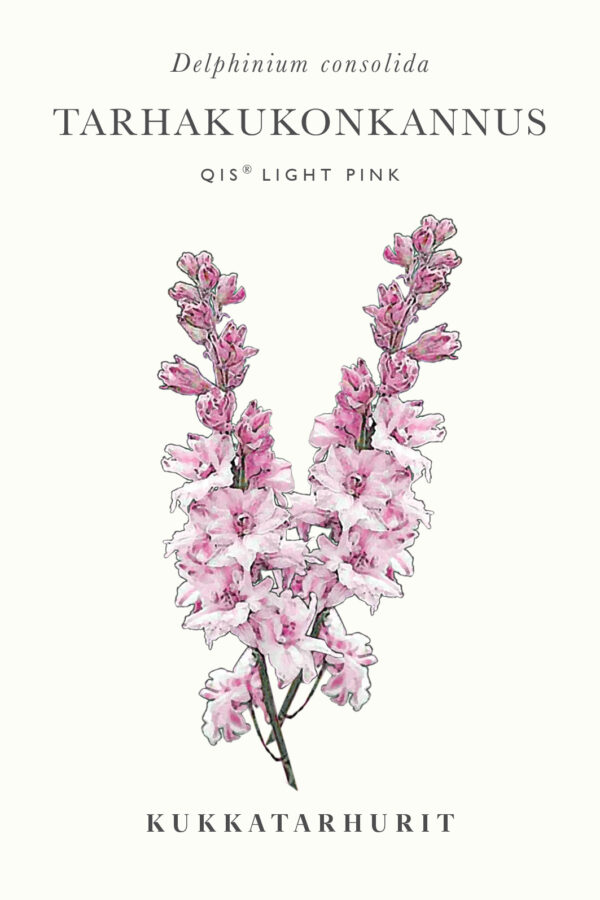 Tarhakukonkannus 'Qis®Light Pink'