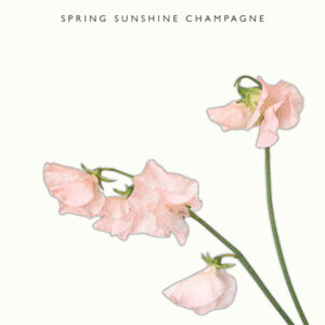 Tuoksuherne 'Spring Champagne'