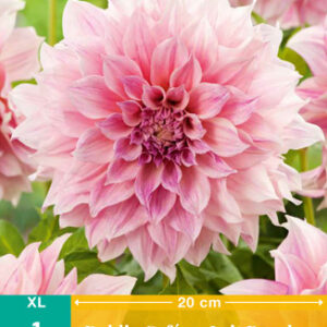 Daalia 'Cafe au lait Royal'