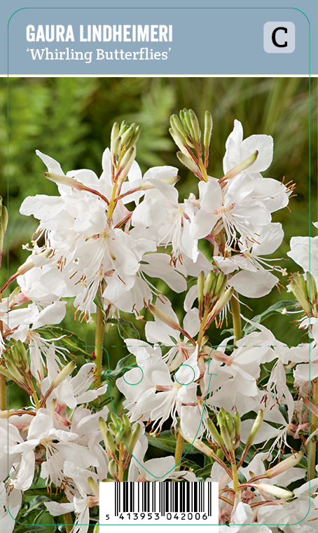 Sirokesäkynttilä 'Whirling Butterflies'; At,p9,Ul
