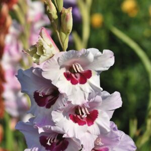 Gladioluksen mukulat