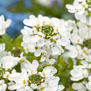 Talvisaippo 'Appen-Etz'; At,p9,Ul