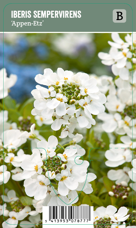 Talvisaippo 'Appen-Etz'; At,p9,Ul