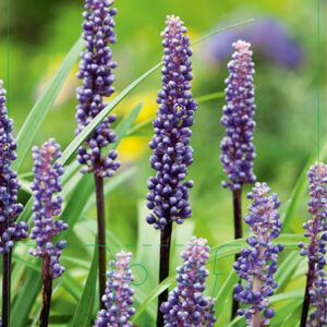 Liriope 'Big Blue'; At,p9,Ul