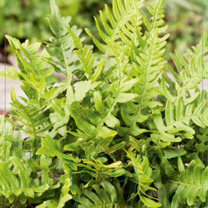 Pohjankallioimarre; At,p9,Ul