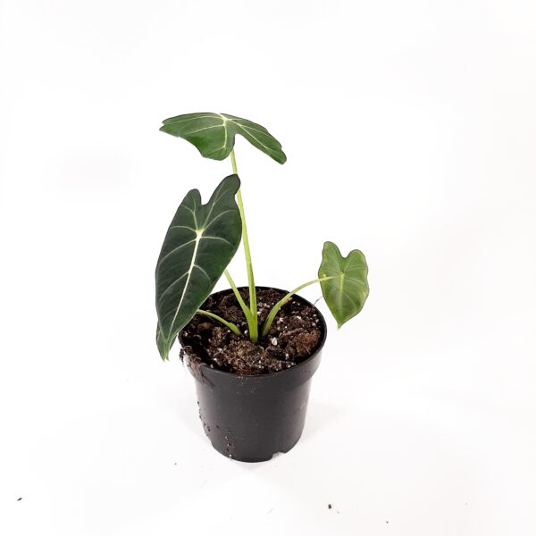 Alokasia 'Frydek' p12