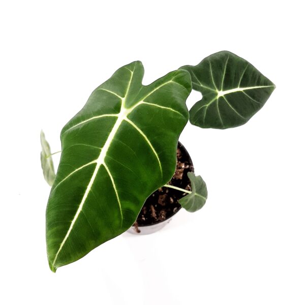 Alokasia 'Frydek' p12 - Image 2
