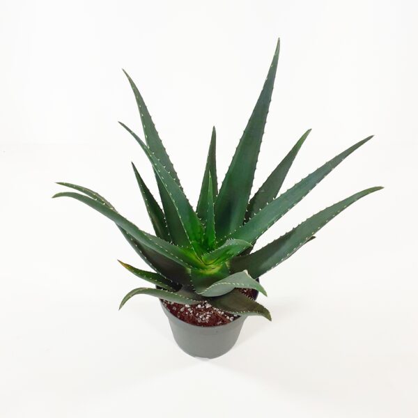 Aaloe 'Equator' p14