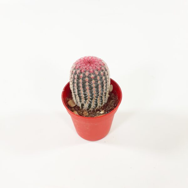 Echinocereus rigidissimus var rubrispinus p5,5-6,5