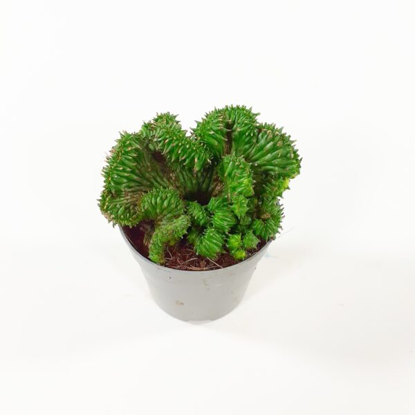 Tyräkki 'Cristata' p6,5