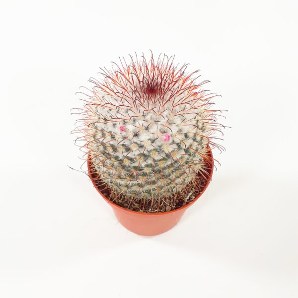 Mammillaria bombycina p10,5