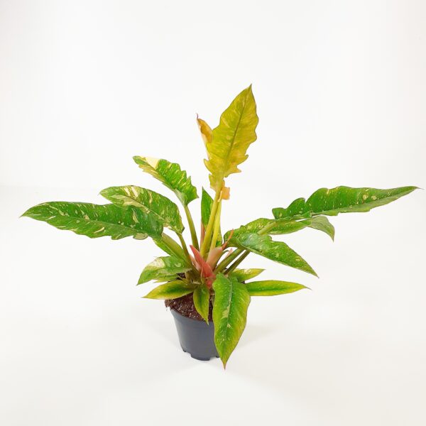 Köynnösvehka 'Ring of Fire' variegata p14