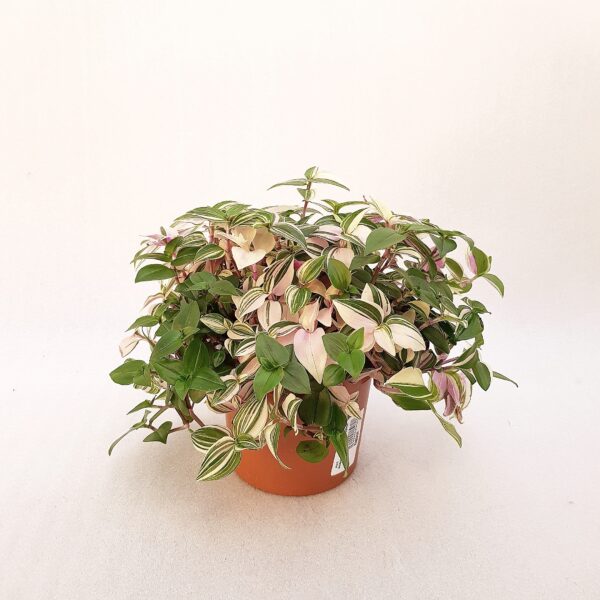 Rionjuoru 'Quadricolor' p12-13