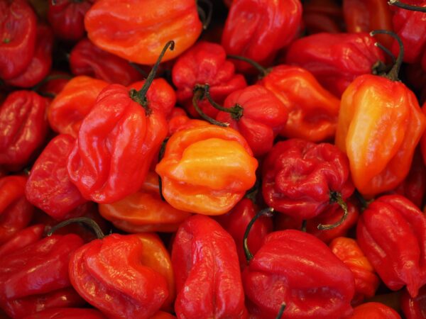 Chilipaprika (Habanero) 'Animo Red'