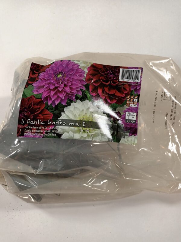 Daalia Go-Go mix 3 kpl