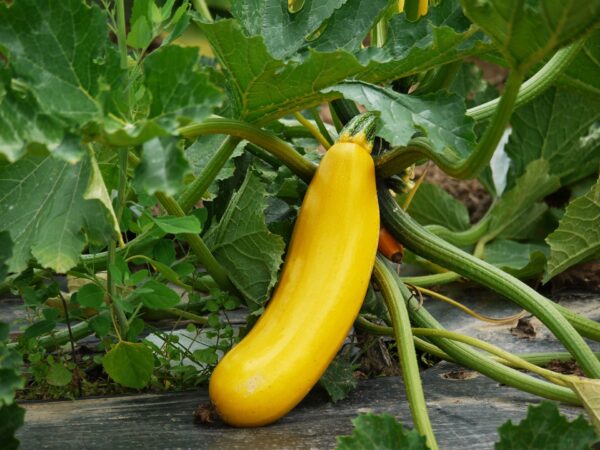 Kesäkurpitsa 'Lingodor'