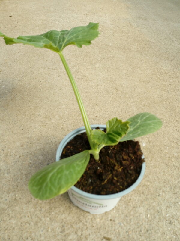 Talvikurpitsa 'Dolcevera' - Image 2