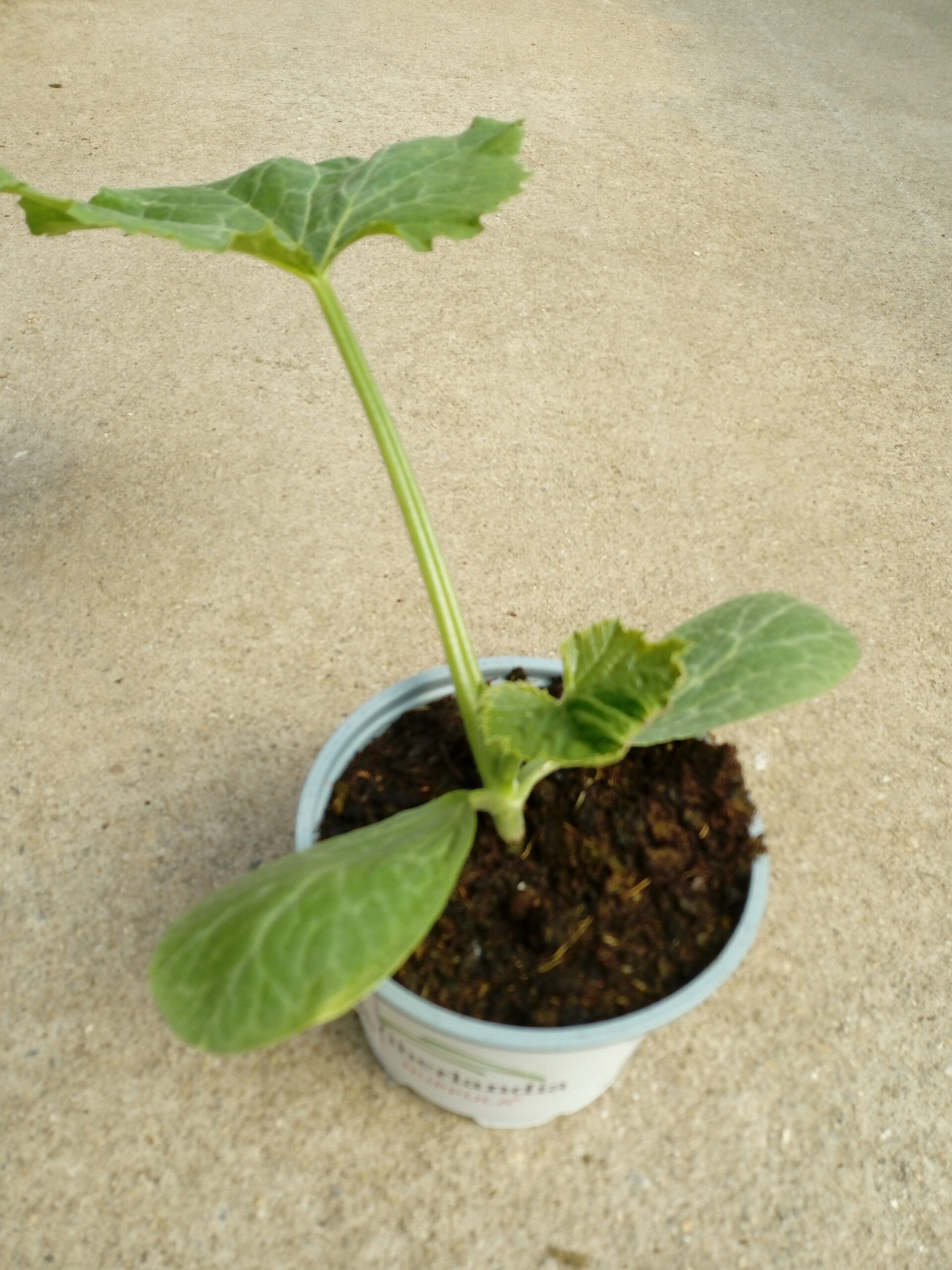 Talvikurpitsa 'Racer Plus' p12