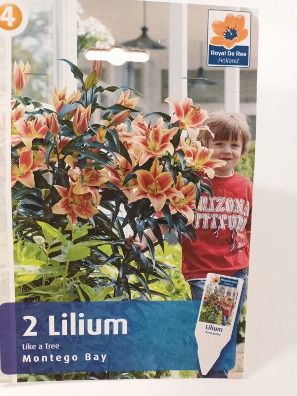 Puulilja 'Montego Bay'  2 kpl