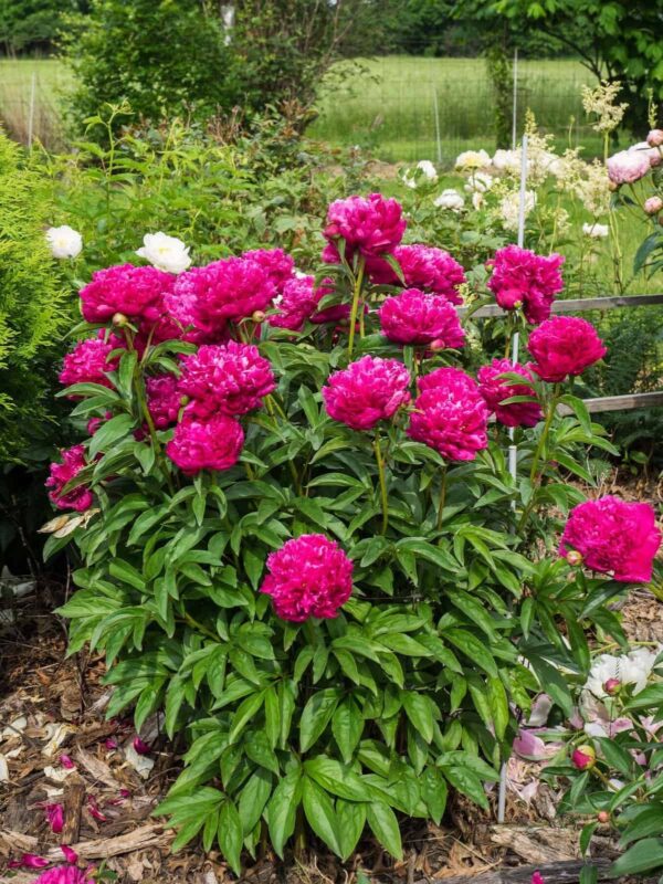 Kiinanpioni 'Kansas'; At,3,5L,Ul