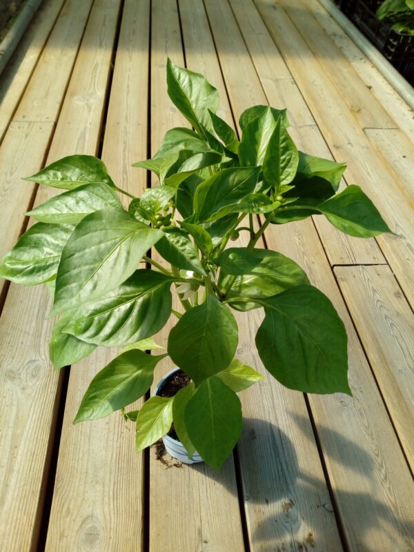 Chilipaprika (Habanero) 'Animo Red' - Image 2