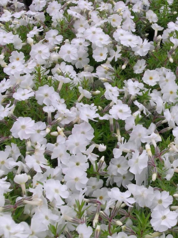 Mätäsleimu 'White Admiral'; At,p12,Ul