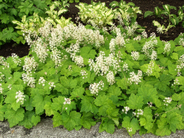 Rönsytiarella; At,p10