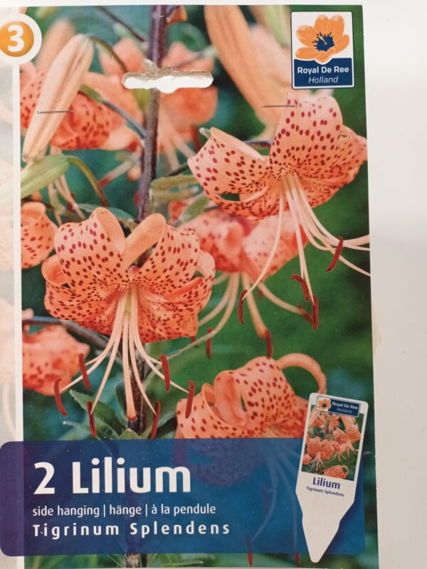 Tiikerilija Splendens  2 kpl