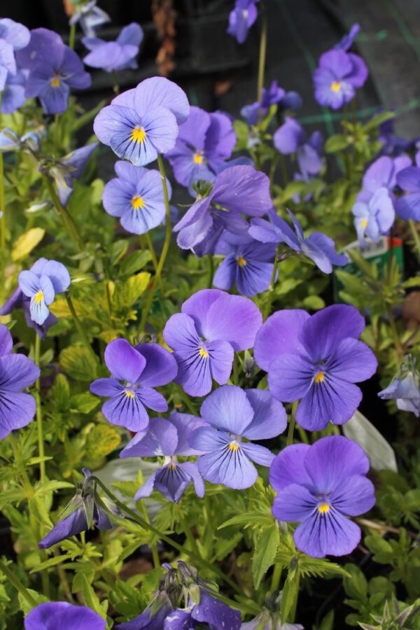 Sarviorvokki 'Blue Perfection'; At,p10