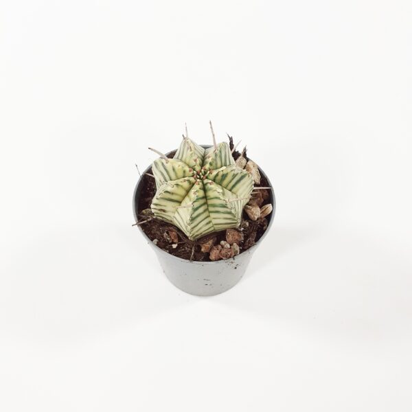 Euphorbia meloformis variegata p6,5