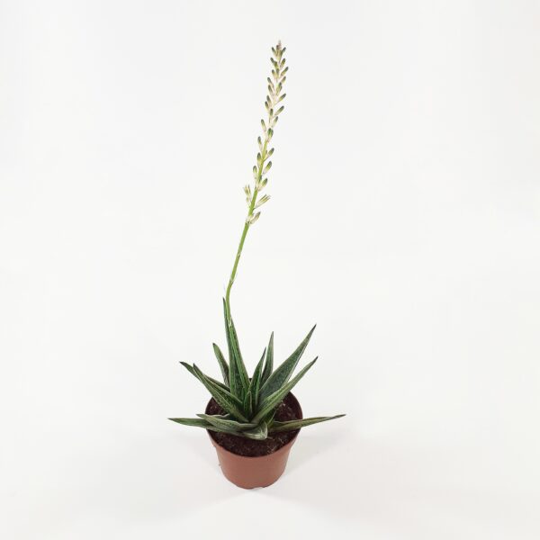 Sarviaaloe 'Doreen' p10,5