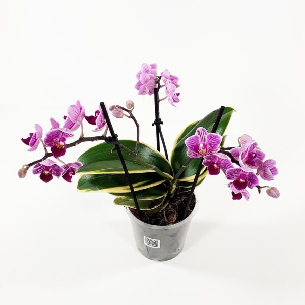 Phalaenopsis 'Sogo Vivien variagata' p12
