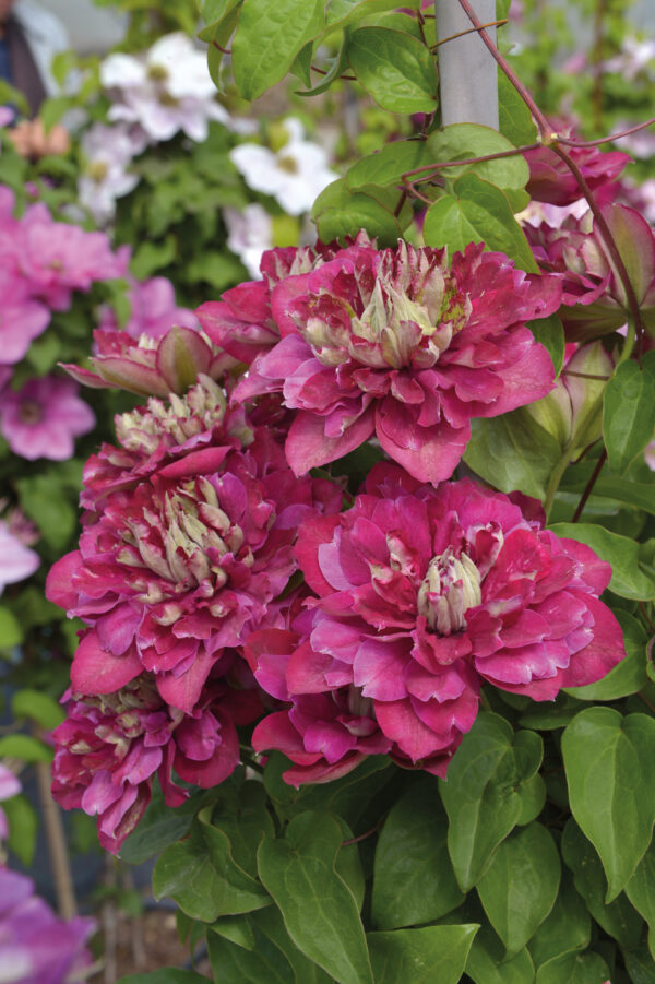 Loistokärhö 'Hot Kisses'; At,2L,Ul
