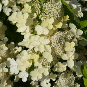 Syyshortensia Prim White®; At,3L