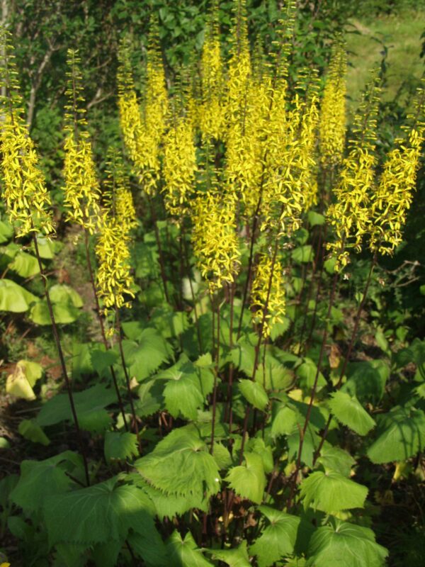 Aurinkonauhus 'The Rocket'; Med; 1,5L