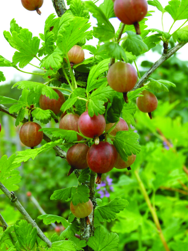 Karviainen 'Captivator'; At,3L