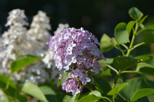 Jalosyreeni 'Michel Buchner'; At,3L
