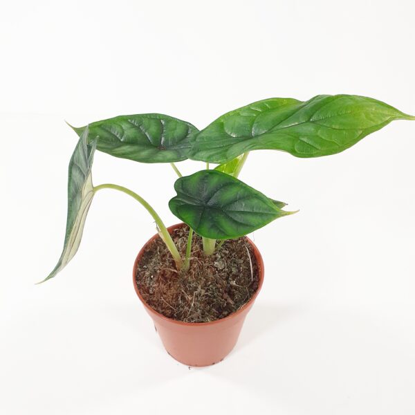 Alocasia 'Dragon Scale' p10,5-12