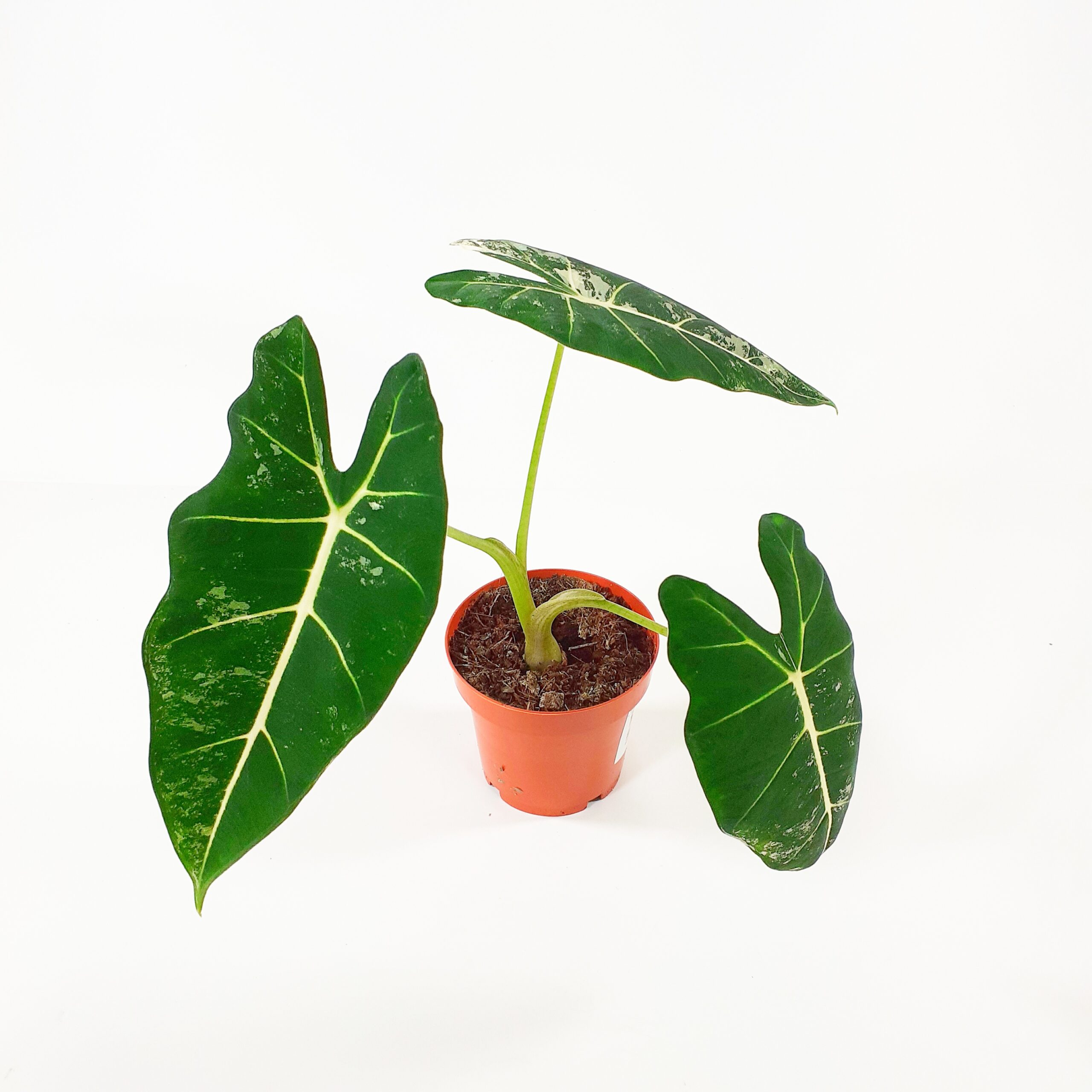 Alokasia 'Frydek Variegata' p12