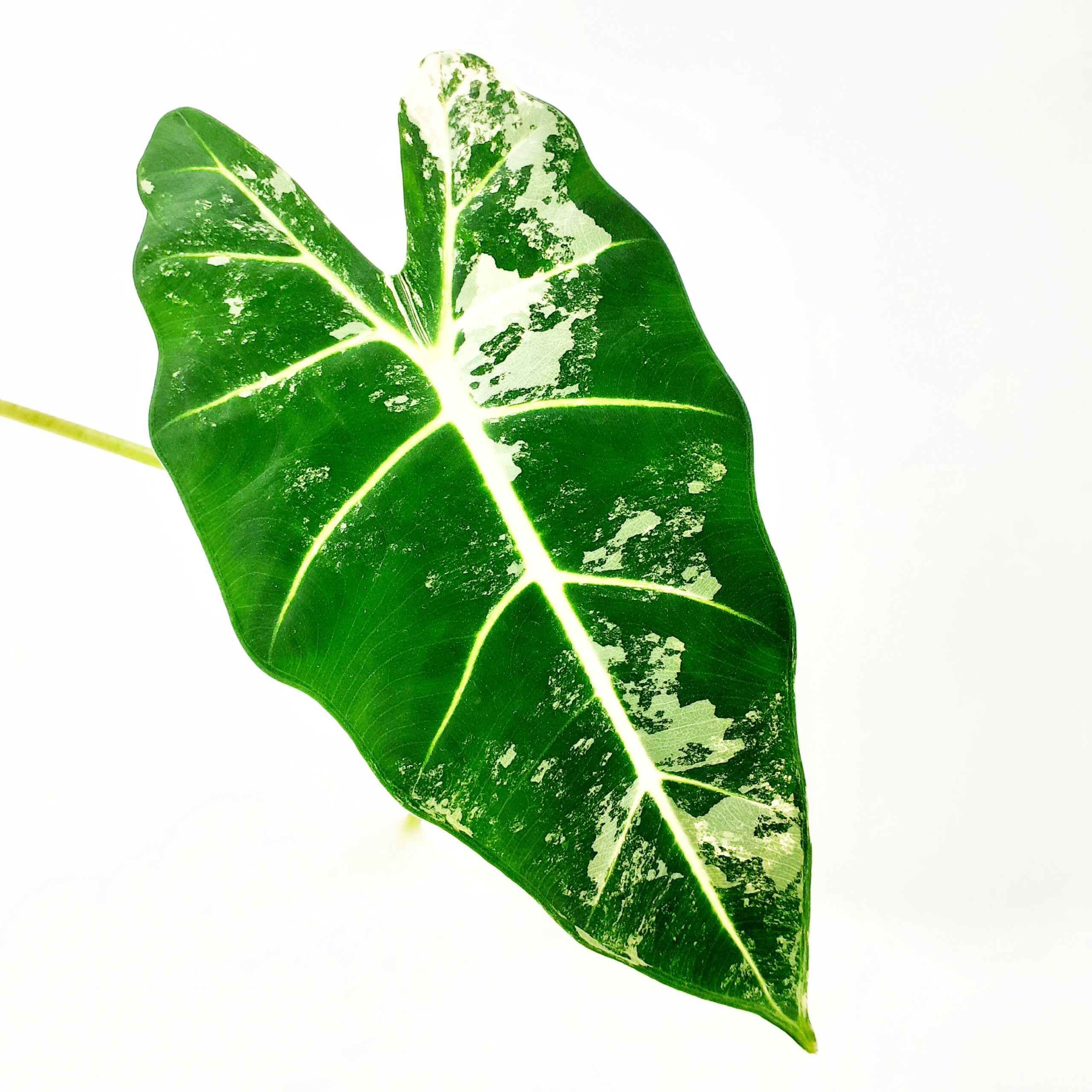 Alokasia 'Frydek Variegata' p12 - Image 2