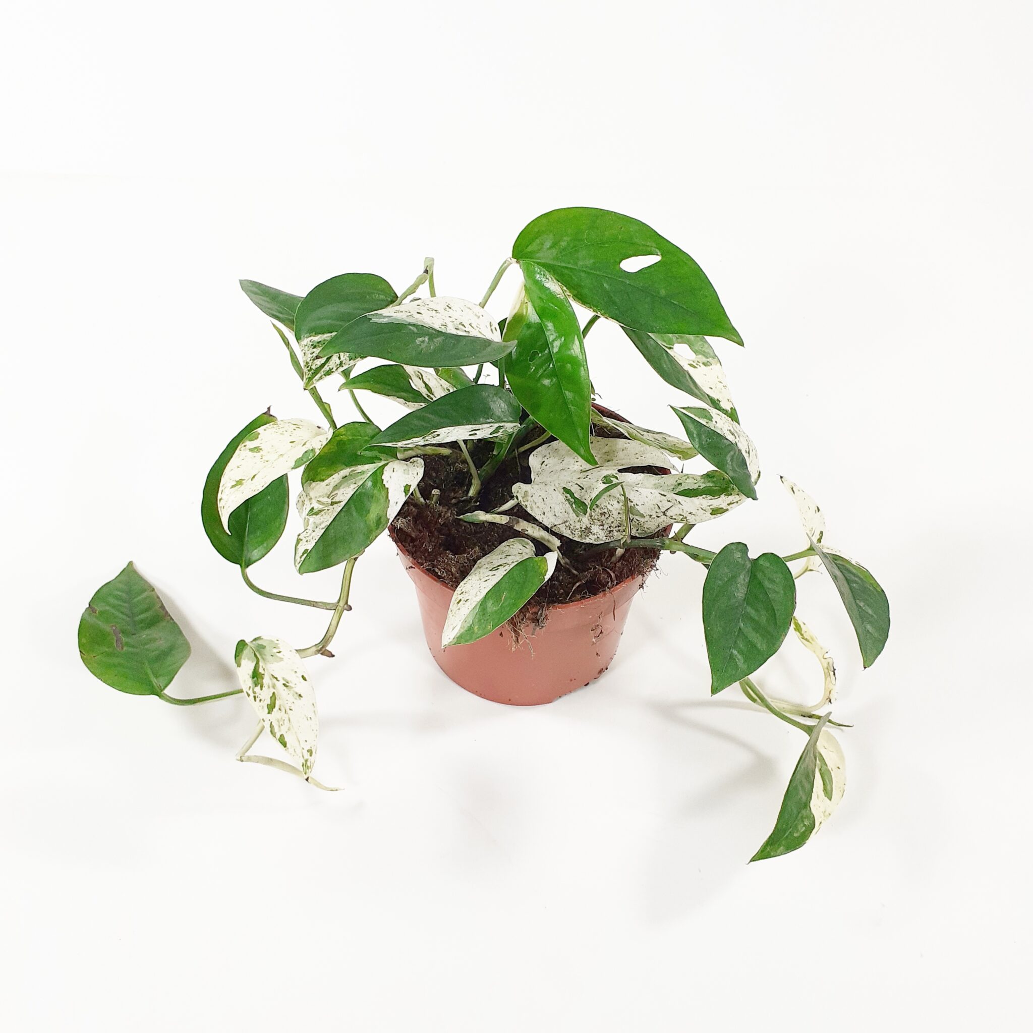 Kultak ynn s Marble Variegata P12 Viherkauppa kultak-ynn-s-marble-variegata-p12-viherkauppa