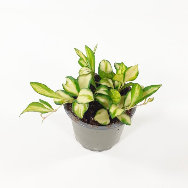 Uurnaposliinikukka 'variegata' p9