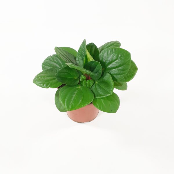 Muorinkukka 'Rana Verde' p10,5