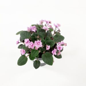 Paavalinkukka trailing pink p12